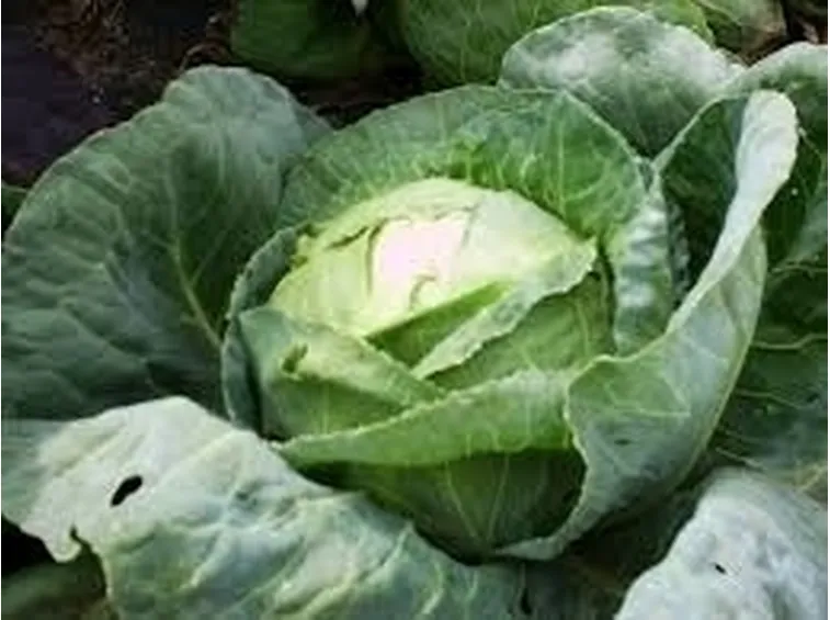 cavolo broccolo-1