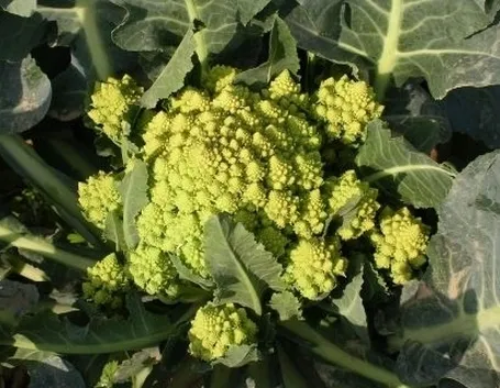 cavolo broccolo-5