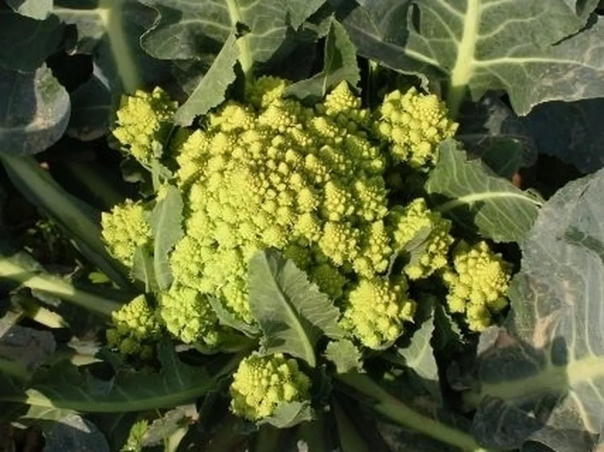 cavolo broccolo-5