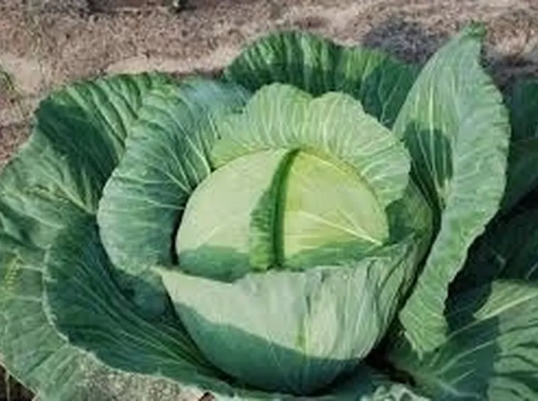 cavolo broccolo-6