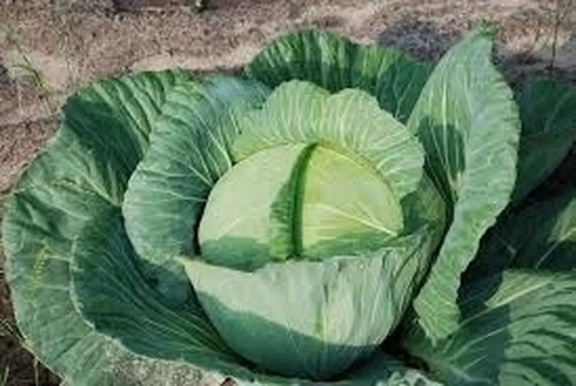 cavolo broccolo-6