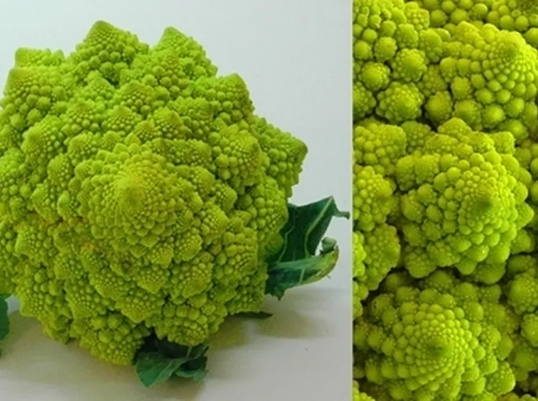 cavolo broccolo-7