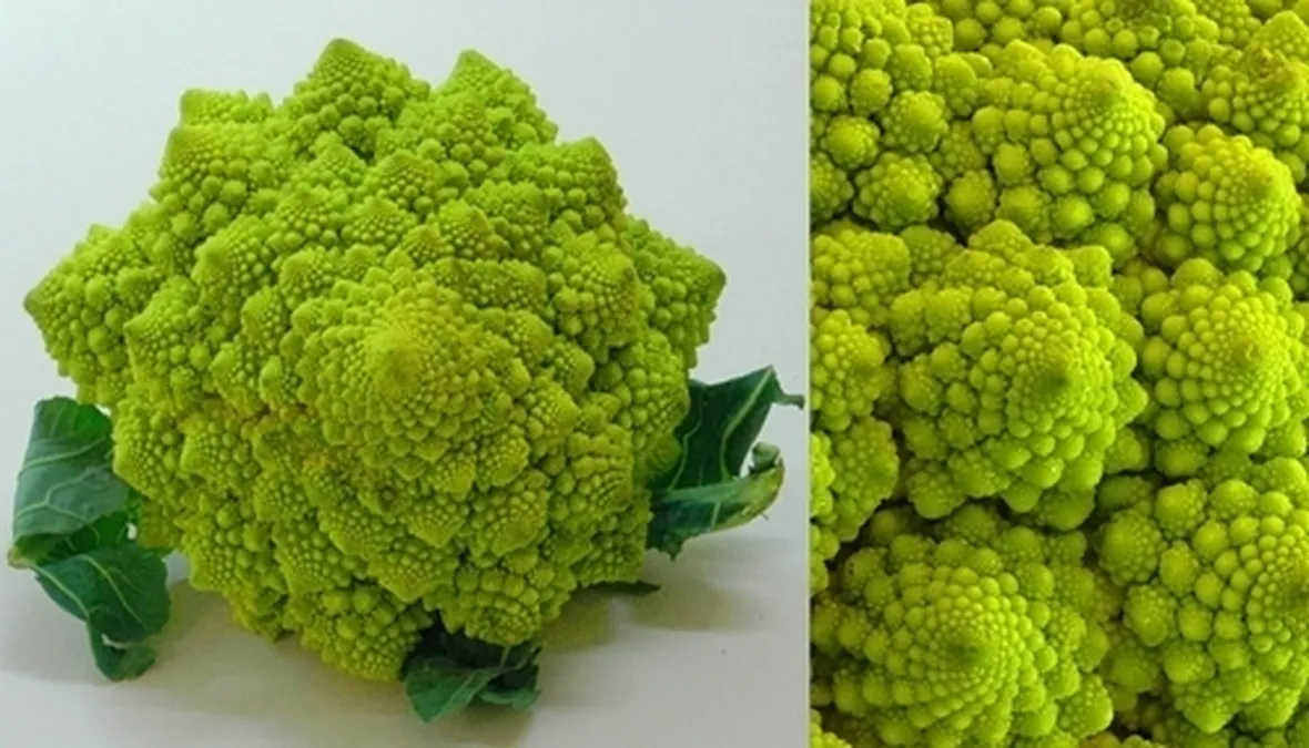 cavolo broccolo-7