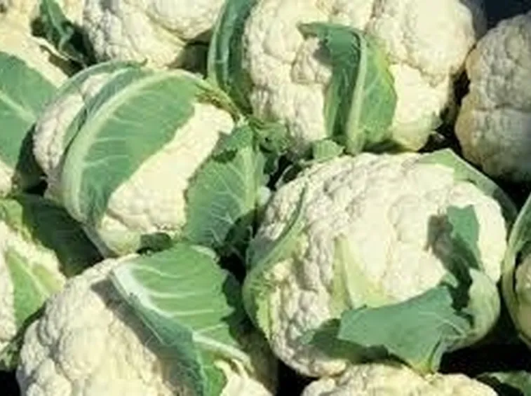 cavolo broccolo-8