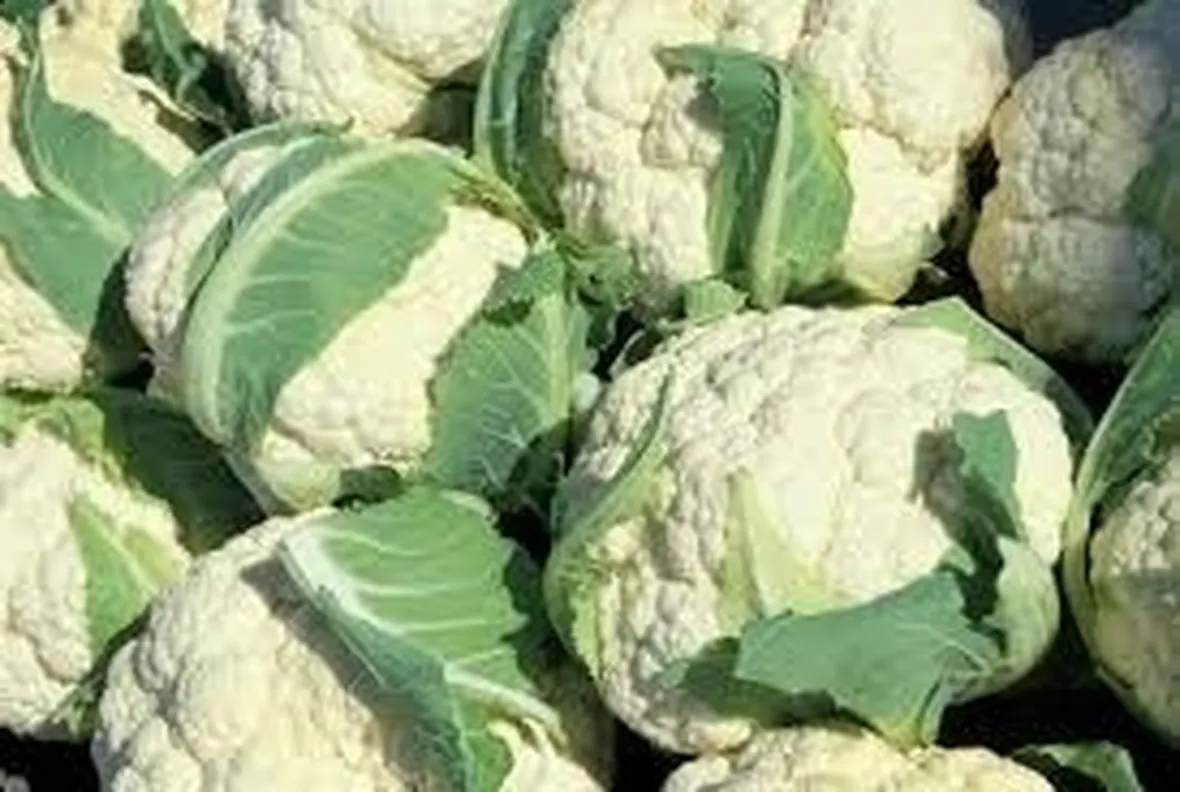 cavolo broccolo-8