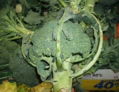 cavolo broccolo-9