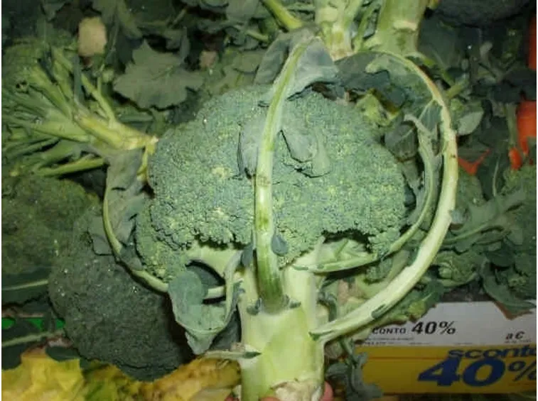 cavolo broccolo-9