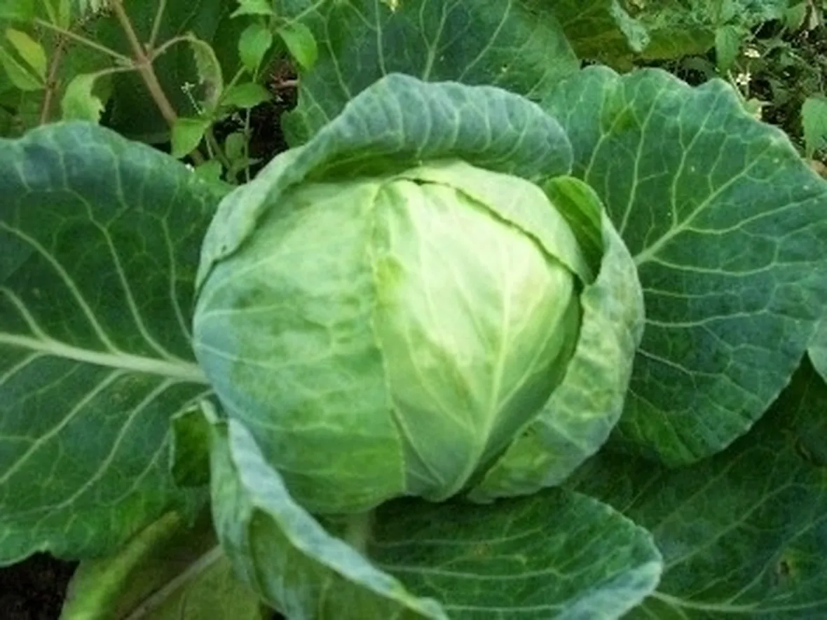 cavolo cappuccio-1