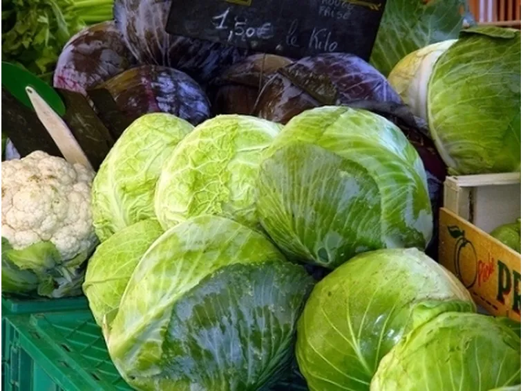 cavolo cappuccio-3