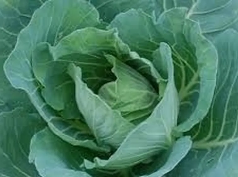 cavolo cappuccio
