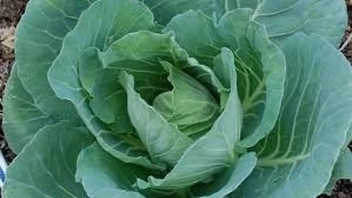 cavolo cappuccio