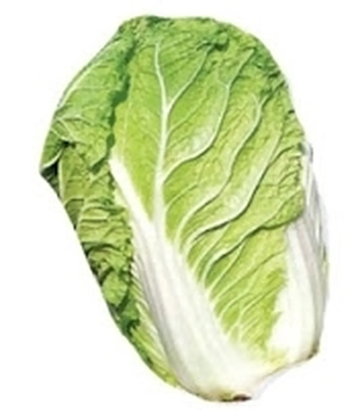 cavolo cinese