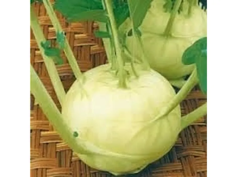 cavolo rapa-6