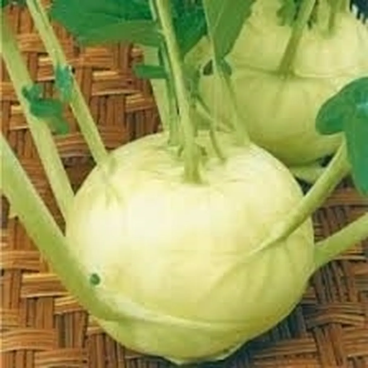 cavolo rapa-6