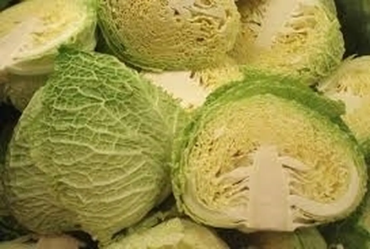 cavolo verza