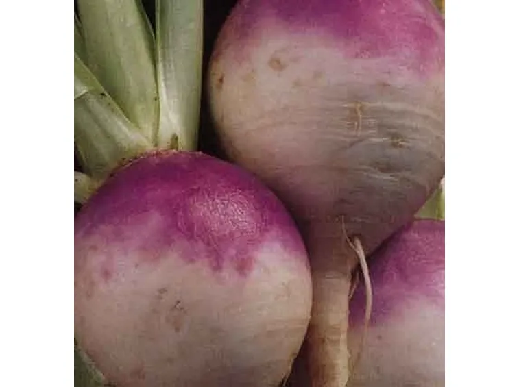 Come prendersi cura del rapanello