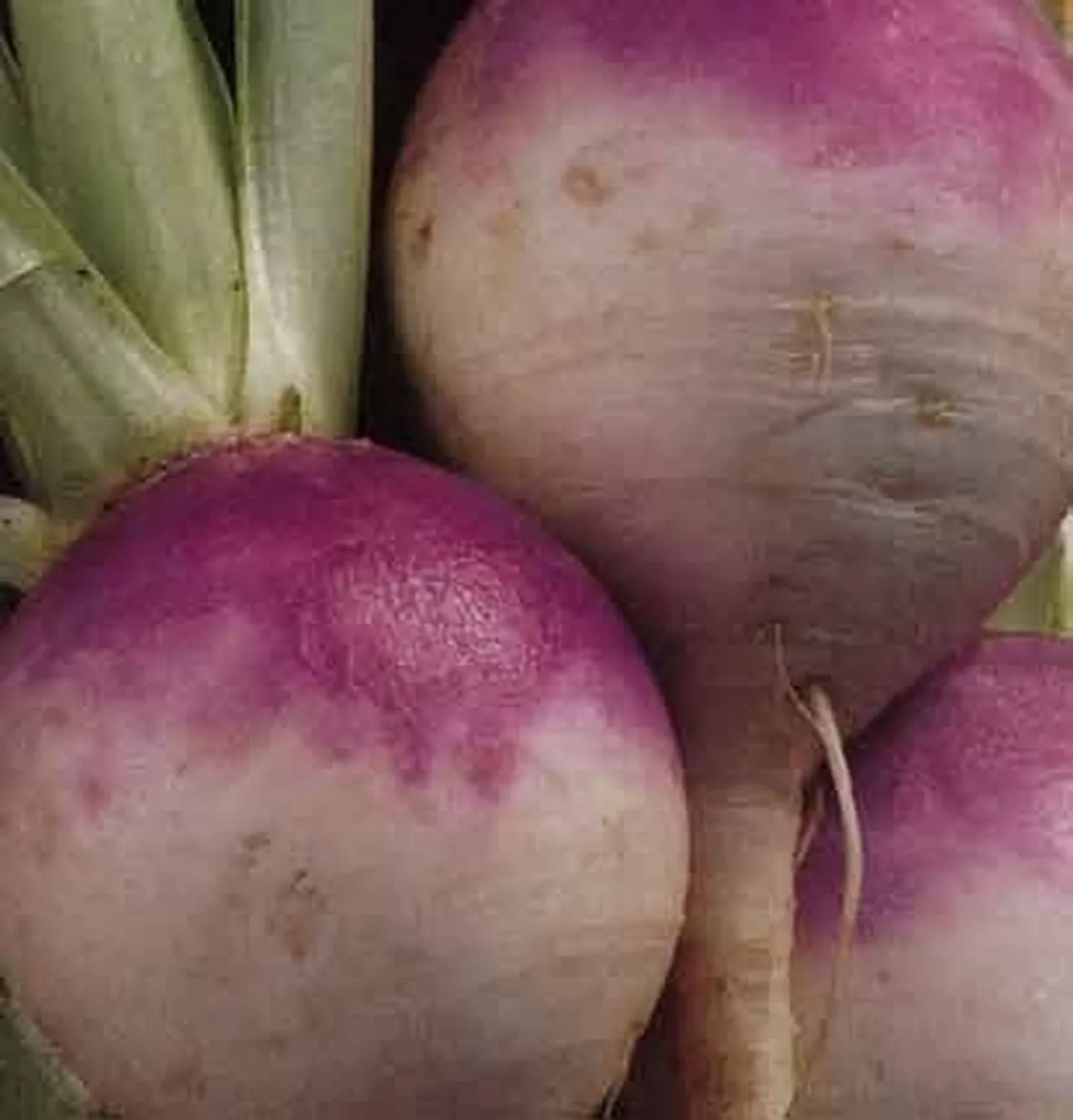 Come prendersi cura del rapanello