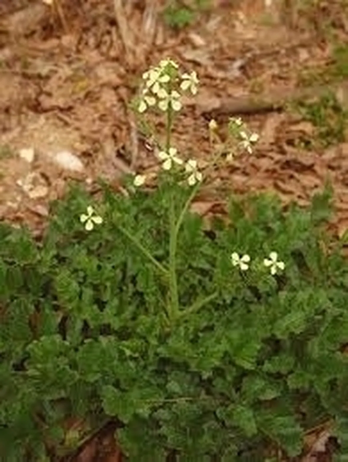 ramolaccio-4