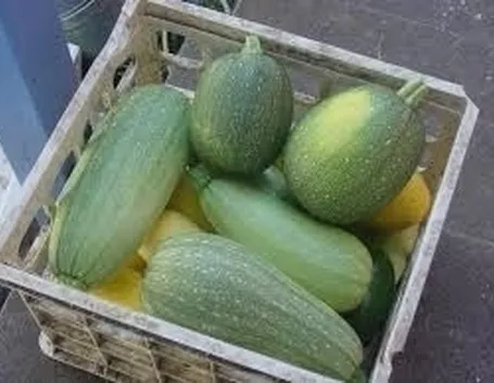Cocomero-7