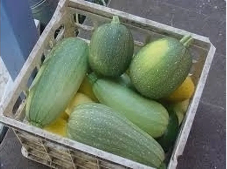 Cocomero-7