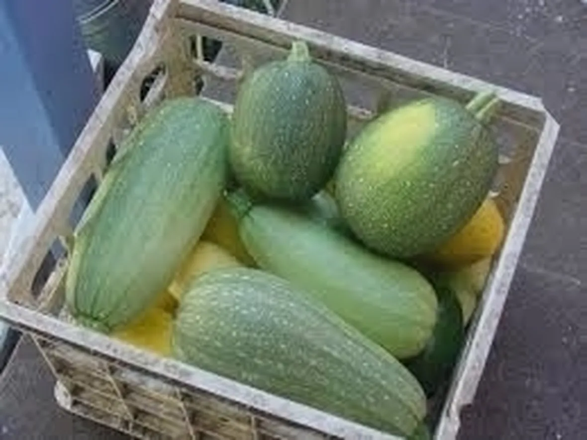Cocomero-7