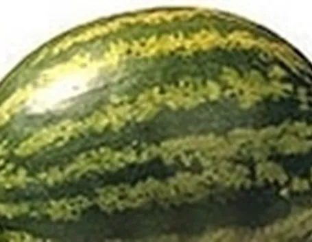 Cocomero