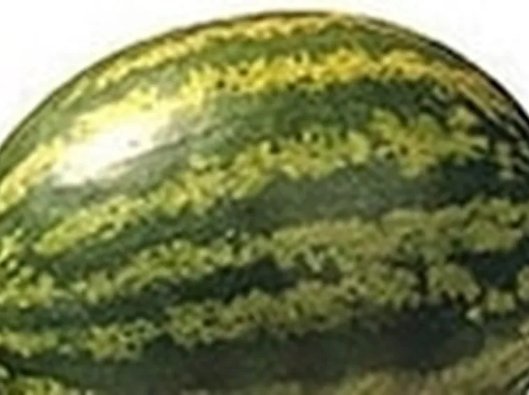 Cocomero