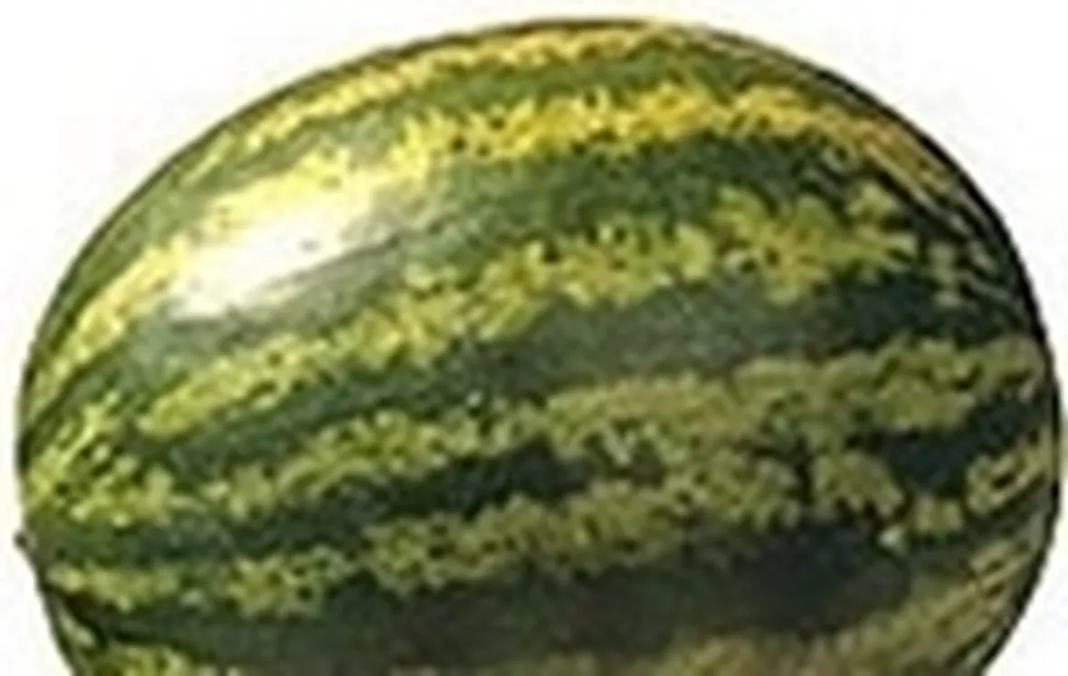Cocomero