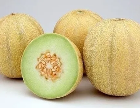 Coltivazione melone 