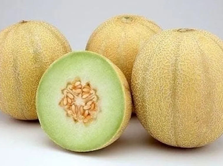 Coltivazione melone 