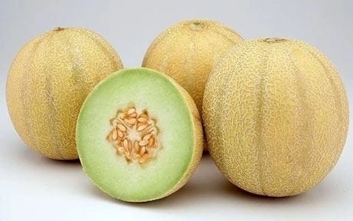Coltivazione melone 