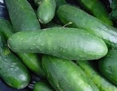 Il cetriolo e la dieta
