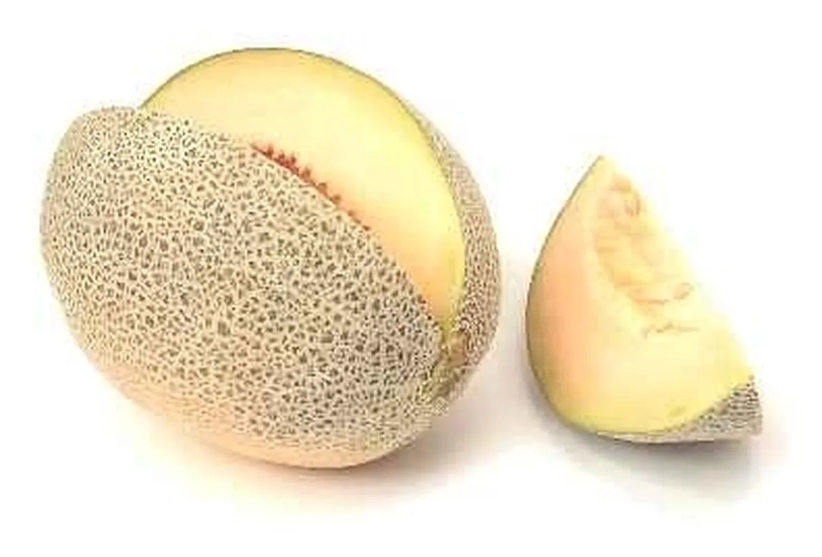 Irrigazione melone