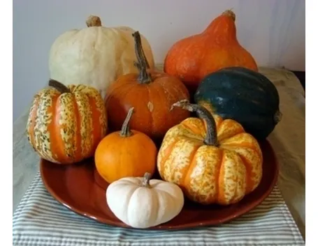 La zucca nell’orto