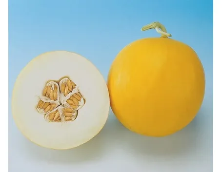 Trapianto Melone bianco