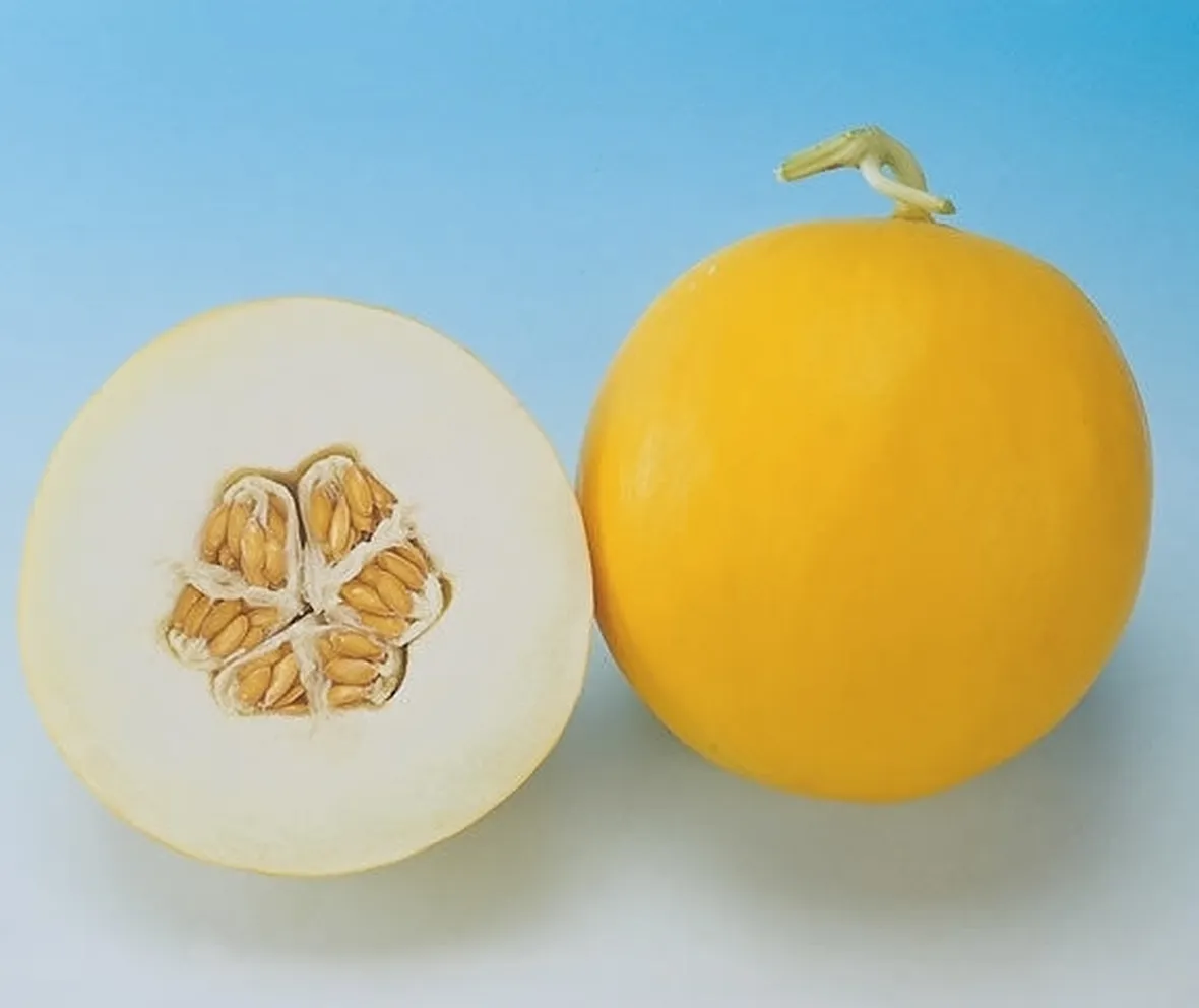 Trapianto Melone bianco
