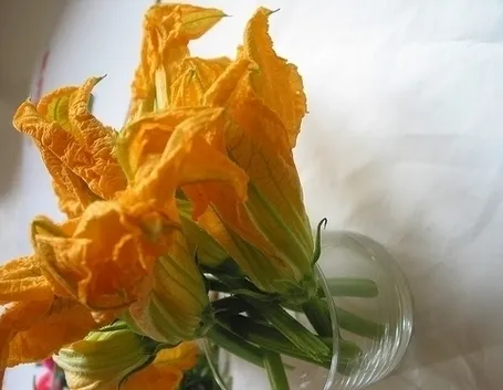 Zucca-4
