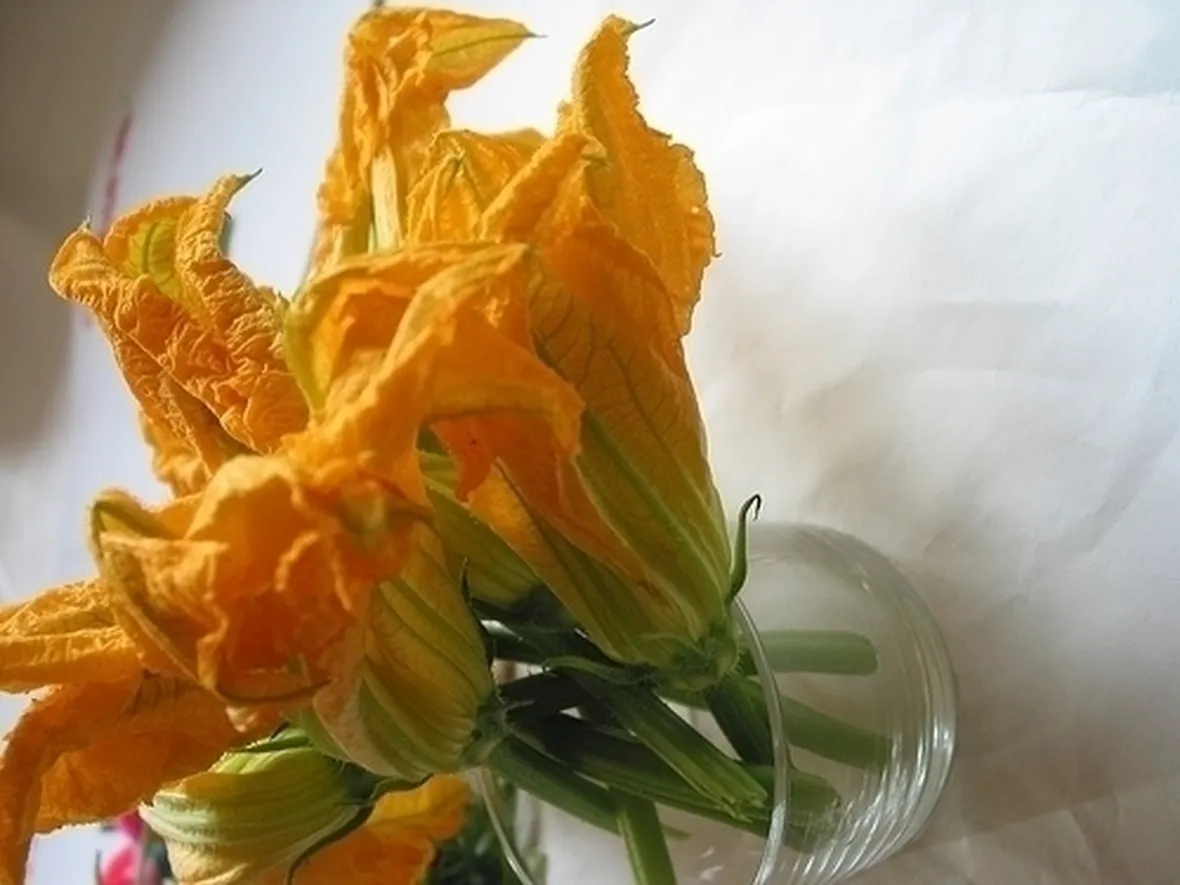 Zucca-4