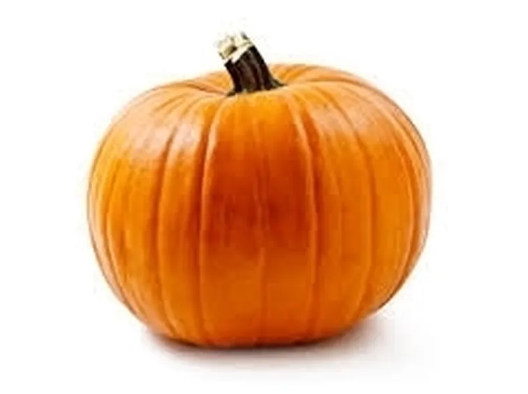 Zucca-5