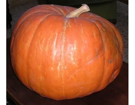 Zucca-6