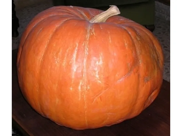Zucca-6