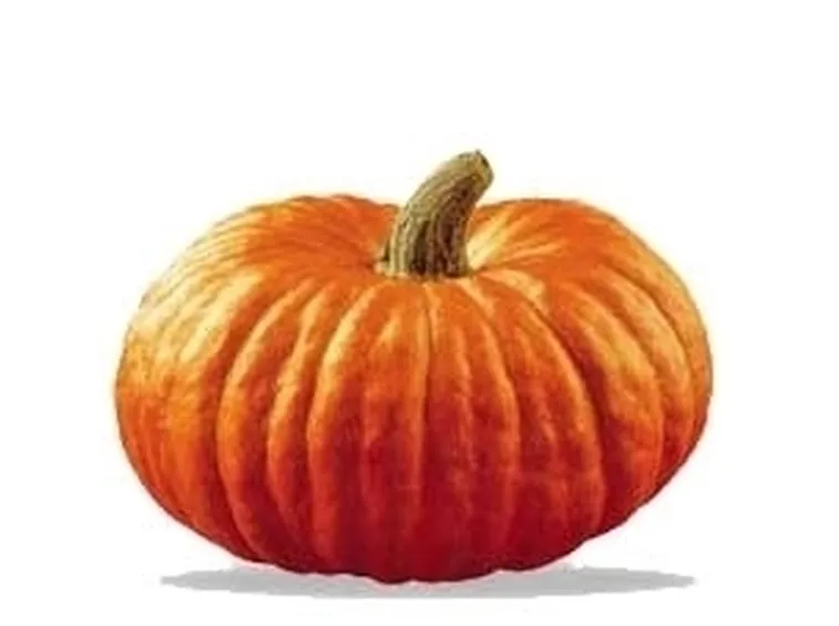Zucca-7