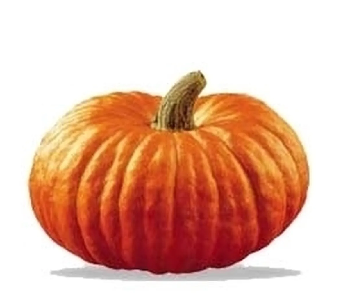 Zucca-7