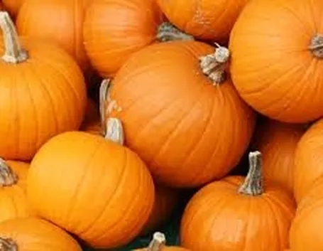 Zucca-8