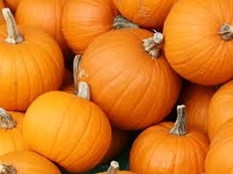Zucca-8