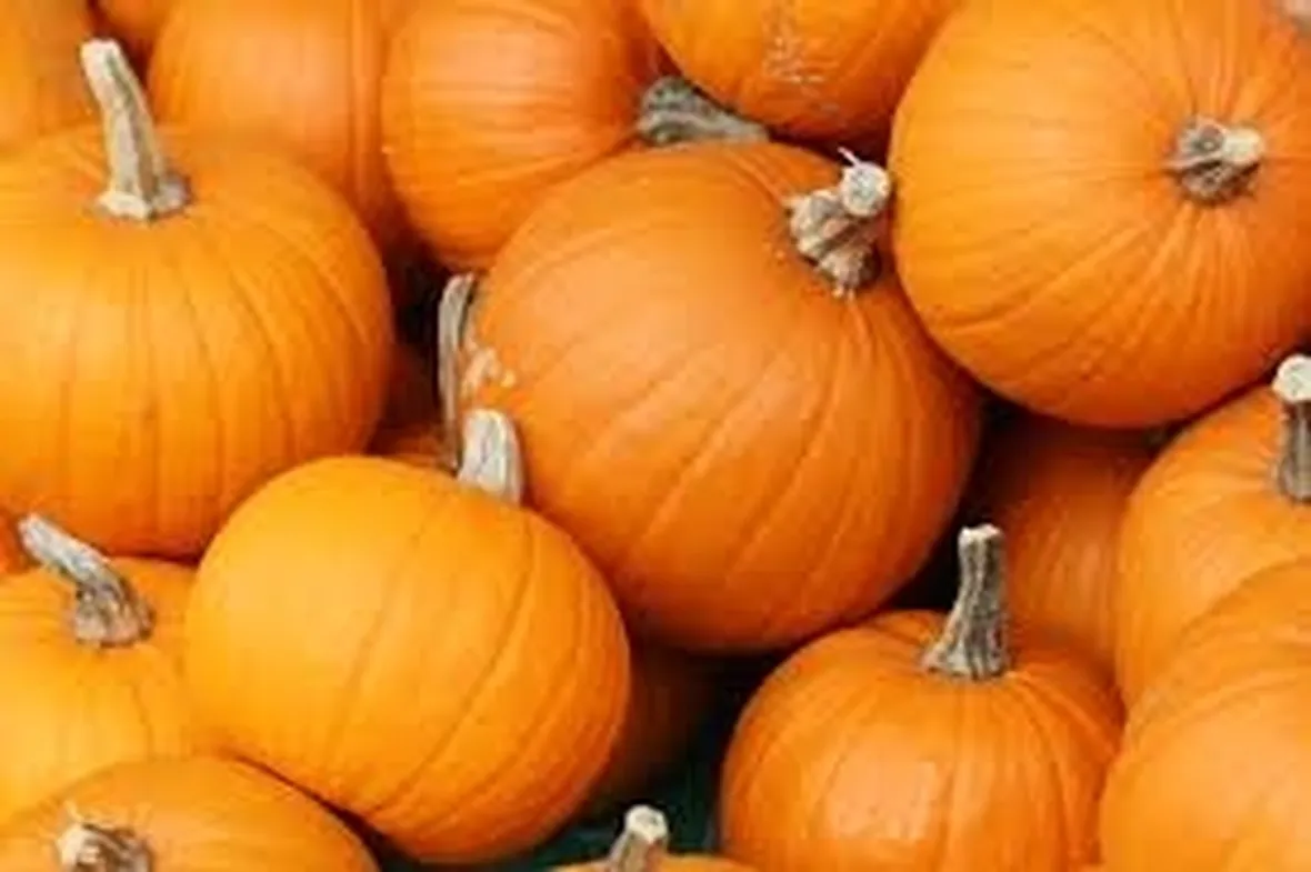 Zucca-8