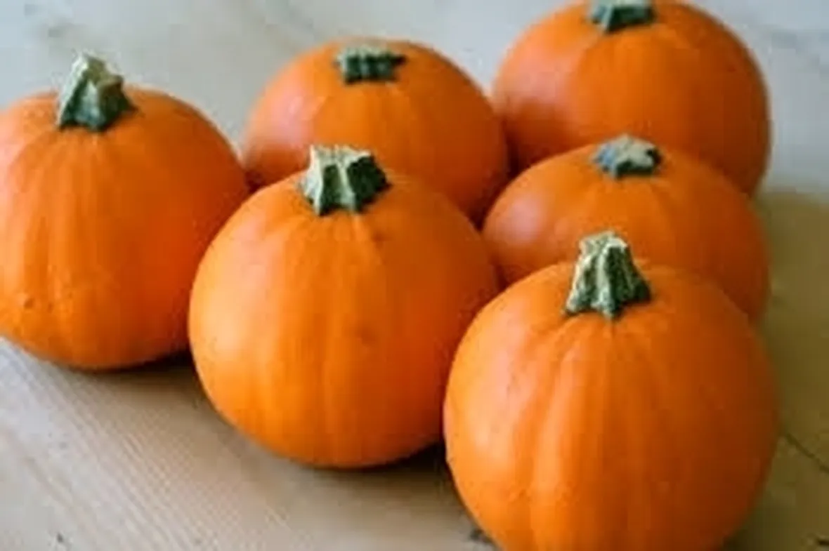 Zucca-9
