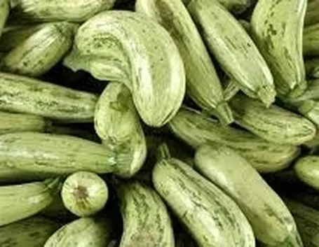 Zucchino-1