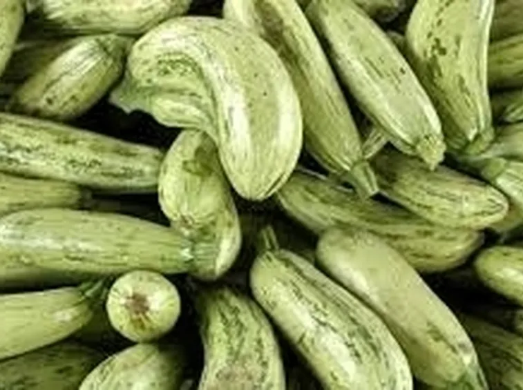 Zucchino-1