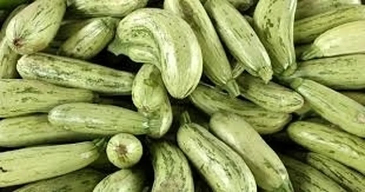 Zucchino-1